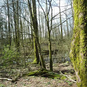 10-Acre Black Bear/Wolf Exhibit