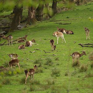 Parc Animalier du Chateau de Vizille