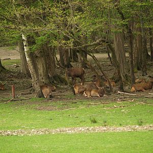 Parc Animalier du Chateau de Vizille
