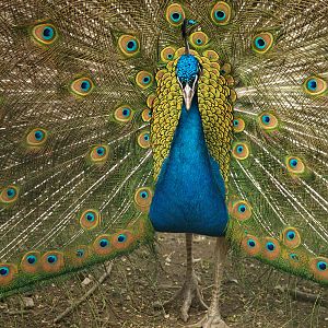 Parc Animalier du Chateau de Vizille