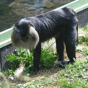Lion-tailed Macaque in Monkey Jungle exhibit at Bristol Zoo, 12 April 2009
