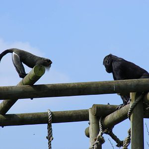 JP the De Brazza's Monkey playing with Namoki the Gorilla at Bristol Zoo, 1