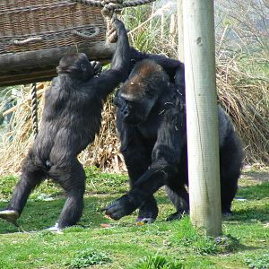Namoki, Salome and Komale the Gorillas on Gorilla Island at Bristol Zoo, 12