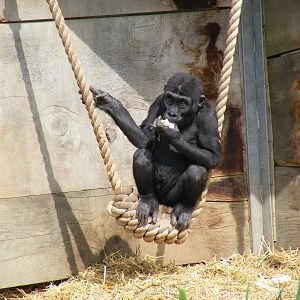 Komale the Gorilla on Gorilla Island at Bristol Zoo, 12 April 2009