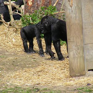 Komale and Namoki the Gorillas on Gorilla Island at Bristol Zoo, 12 April 2