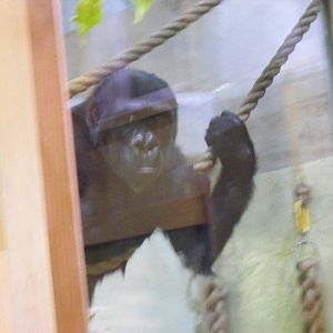 Kera the Gorilla in the gorilla house at Bristol Zoo, 12 April 2009