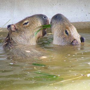 Capybaras in Zona Brazil exhibit at Bristol Zoo, 12 April 2009