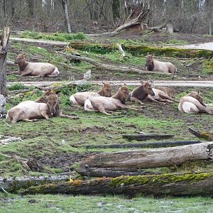 15-acre Bison/Elk/Deer Enclosure