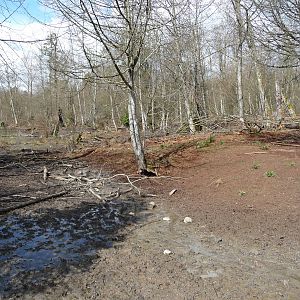 2-Acre European Wild Boar Enclosure