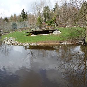 Capybara/Mara/Swan Exhibit