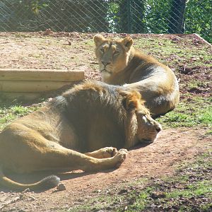 Mwamba and Indu the Asiatic Lions at Paignton Zoo, 13 April 2009