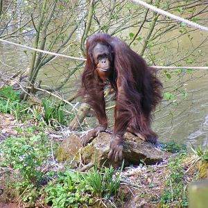 Demo the Orangutan at Paignton Zoo, 13 April 2009