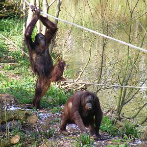 Demo and Gambira the Orangutans at Paignton Zoo, 13 April 2009