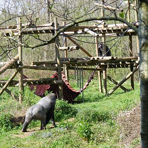 Pertinax and Kumbuka the Gorillas at Paignton Zoo, 13 April 2009