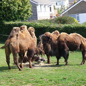 Bactrian Camels at Paignton Zoo, 13 April 2009