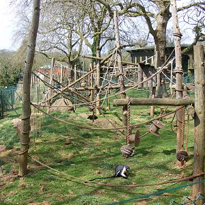 Diana Monkey enclosure at Monkey Heights exhibit at Paignton Zoo, 13 April