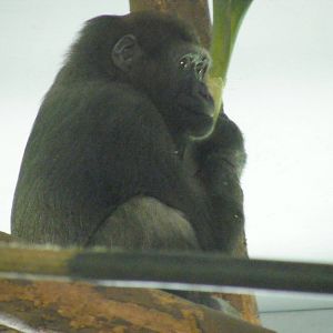 N'dowe the Gorilla at Paignton Zoo, 13 April 2009
