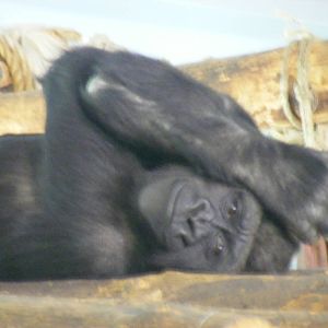 Kiri the Gorilla at Paignton Zoo, 13 April 2009