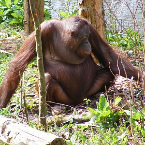 Mali the Orangutan at Paignton Zoo, 13 April 2009