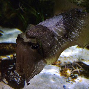 Cuttlefish at Blue Reef Newquay 11/04/09