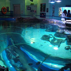 Ocean tank overview at Blue Reef Newquay 11/04/09