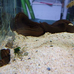 Barry the Worm at Blue Reef Newquay 11/04/09