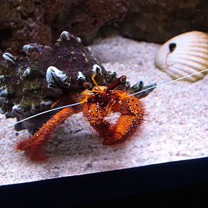 Hairy Red Hermit Crab at Blue Reef Newquay 11/04/09
