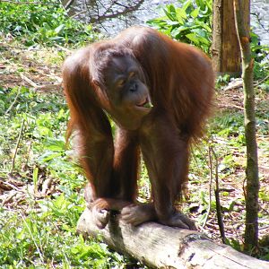 Mali the Orangutan at Paignton Zoo, 13 April 2009