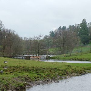 Antelope and Deer paddock at Cricket St Thomas 10/04/09