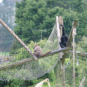 Spider Monkeys at Cricket St Thomas 10/04/09