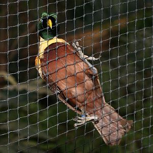 Jackson with Veiled Eyes