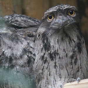 Tawny Frogmouth