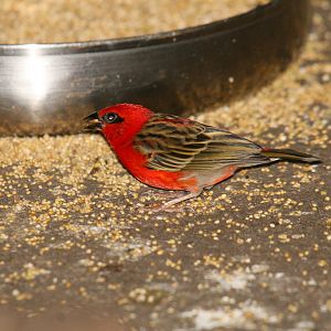 Red-Cowled Cardinal
