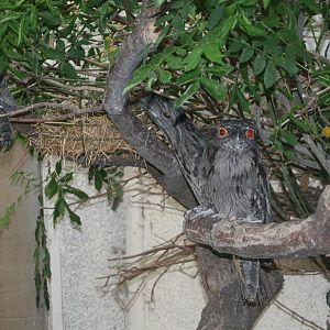 Mr Flibble is VERY CROSS