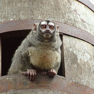 Grey-legged Douroucouli at Shaldon 10/04/09