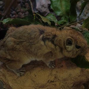 Gundi at Shaldon 10/04/09