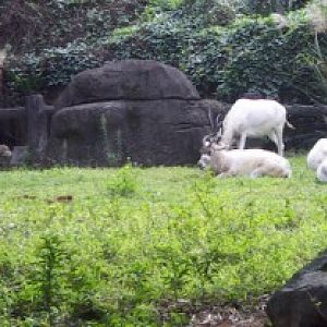 Addax (Addax nasomaculatus)