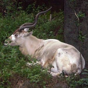 Addax (Addax nasomaculatus)