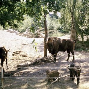 European Wisent (Bison bonasus) with wildboars