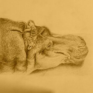 Linda, female Nile Hippopotamus, drawing