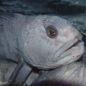 Atlantic Wolffish