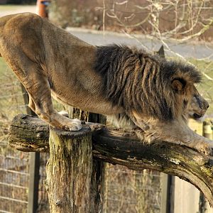 Lions at Schwerin Zoo