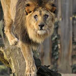 Lion Heinrich at Schwerin Zoo
