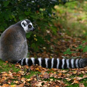 Lemur
