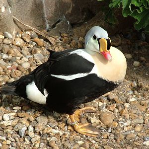 King Eider at Living Coasts 10/04/09