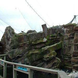 Auks Cliffs at Living Coasts 10/04/09
