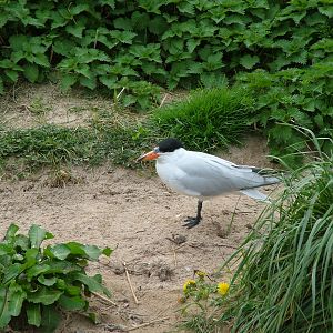 Caspian Tern at Living Coasts 10/04/09