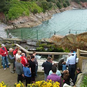 Fur Seal presentation at Living Coasts 10/04/09