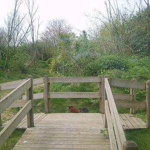 Rare Lemur Breeding Centre Enclosure
