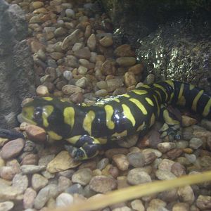 Tiger Salamander